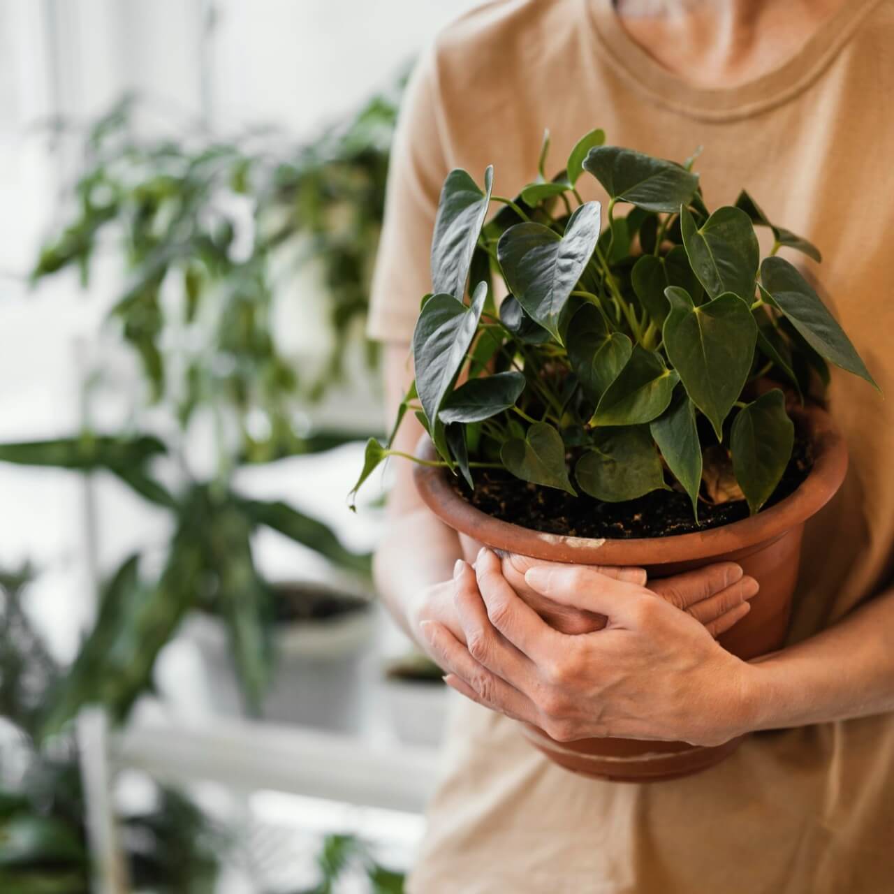 Caring for Houseplants in the Winter