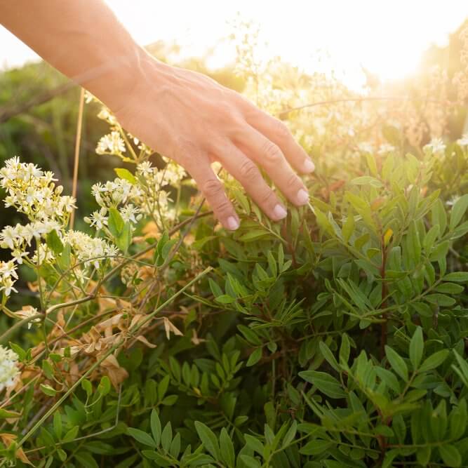 DIY Summer Herb Garden: From Seed to Seasoning