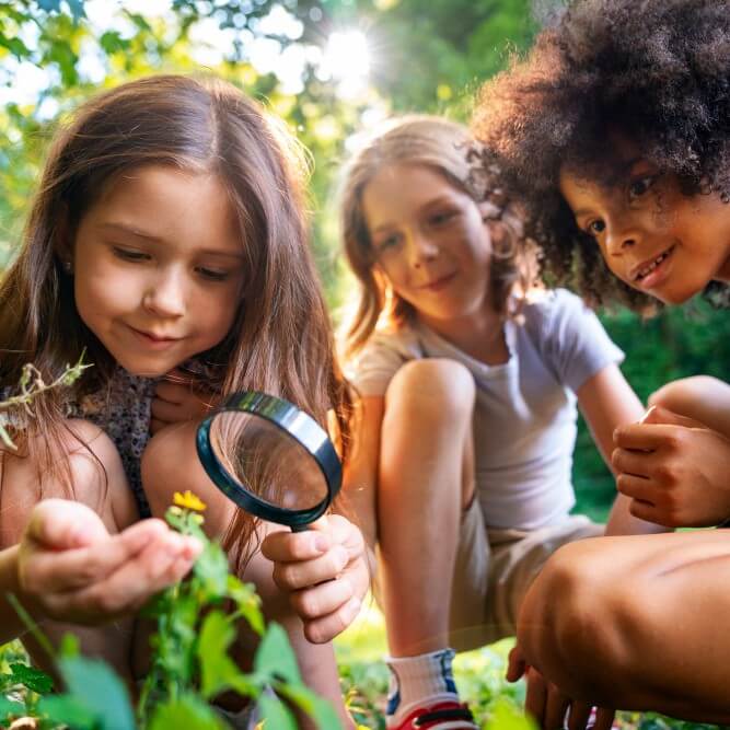 How to Identify Plants?