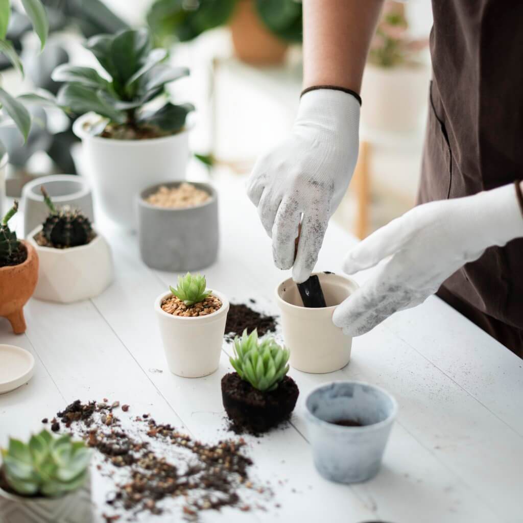 How to Repot Plants