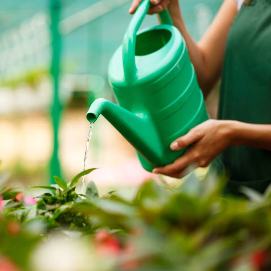 Should I Water My Plants Everyday?
