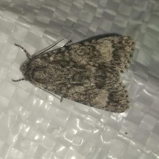 Acronicta Megacephala