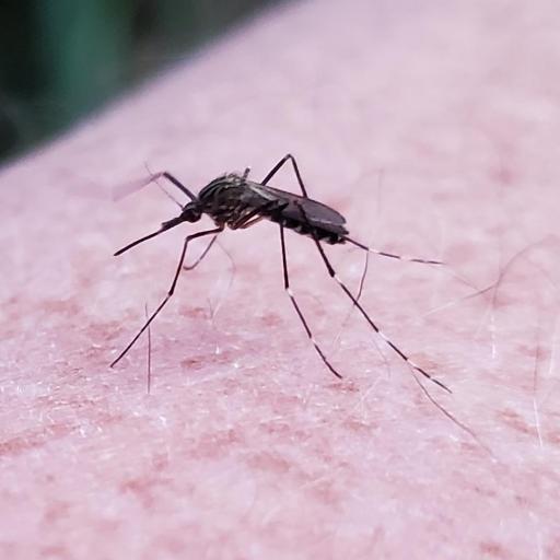 Aedes Japonicus