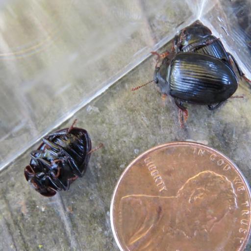 Primitive Carrion Beetles (Agyrtidae) Insect Identification Guide ...