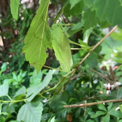 Oblong-Winged Katydids (Amblycorypha Oblongifolia) Insect ...