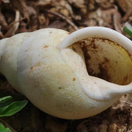 Amphidromus