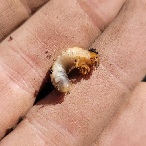 European Chafer