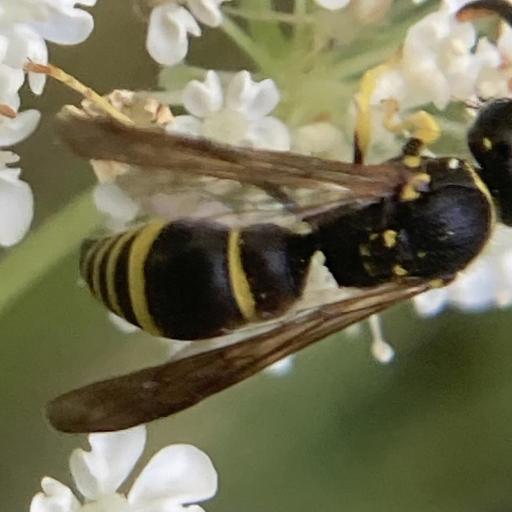 Bramble Mason Wasp