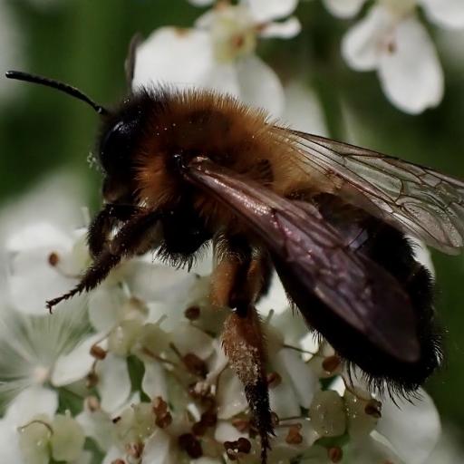 Buffish Mining Bee