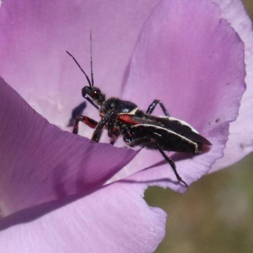 California Bee Assassin