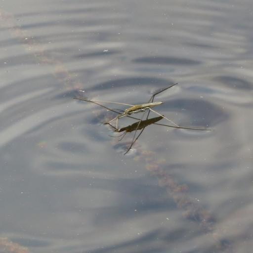 Lake Pondskater (Aquarius Paludum) Insect Identification Guide, Habitat ...