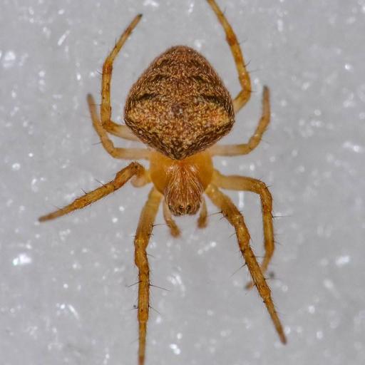 Araneus Triguttatus