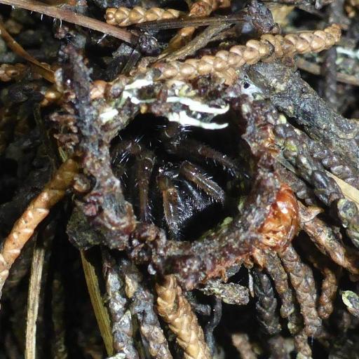 California Turret Spider