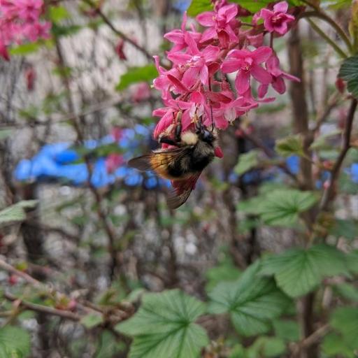 Bombus Flavifrons