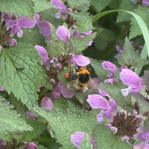 Garden Bumble Bee