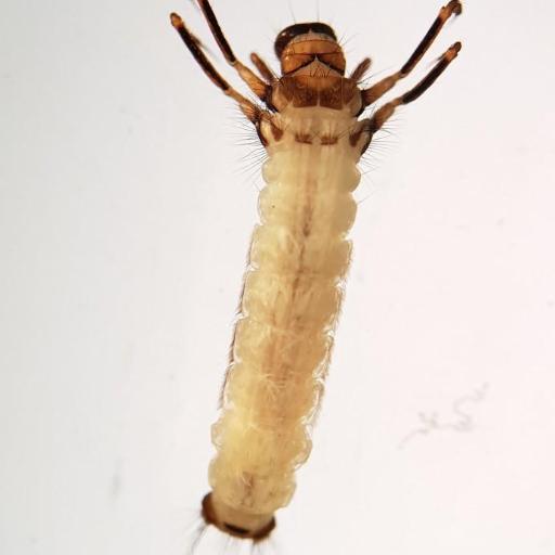Grannom Caddisfly