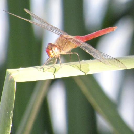 Red-Tailed Pennant