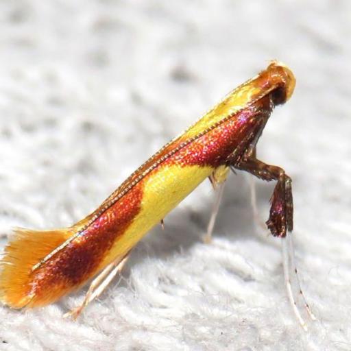 Yellow-Triangle Slender (Caloptilia Alchimiella) Insect Identification ...