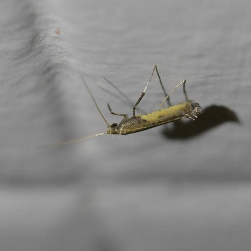Caloptilia Azaleella