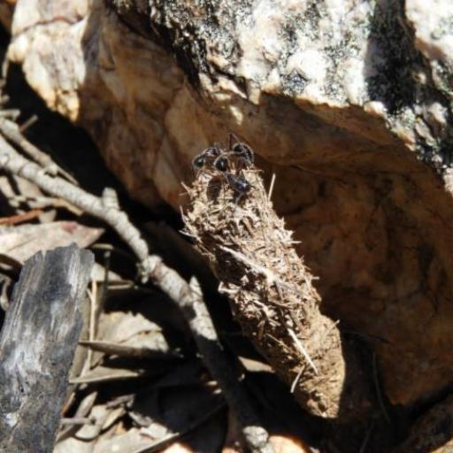 Giant Sugar Ant (Camponotus Intrepidus) Insect Identification Guide ...