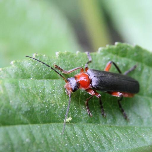 Cantharis Pellucida