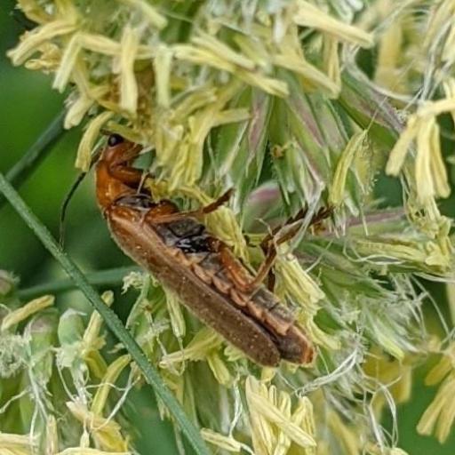Cantharis Rufa