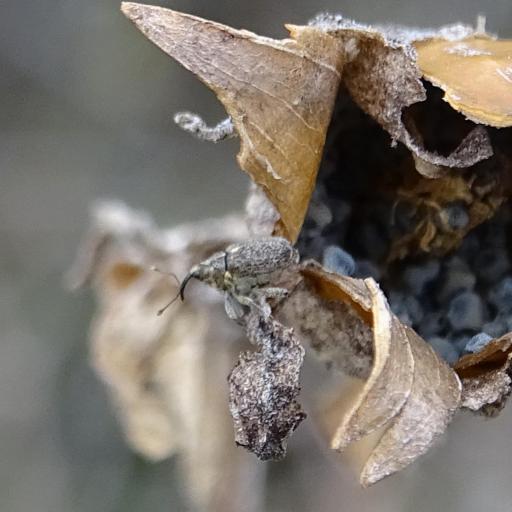 Cabbage Stem Weevil (Ceutorhynchus Pallidactylus) Insect Identification ...