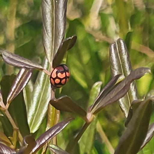 Lunate Lady Beetle
