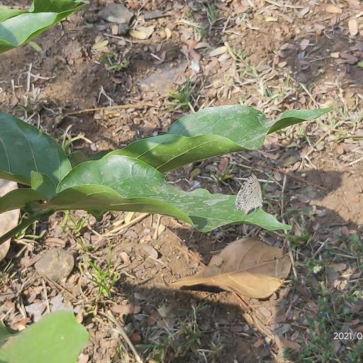 Lime Blue (Chilades Laius) Insect Identification Guide, Habitat & Facts