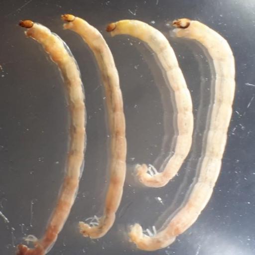 Chironomus Plumosus