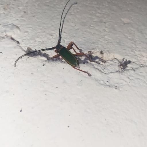 Chlorida Festiva