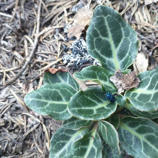 Chrysochus Cobaltinus