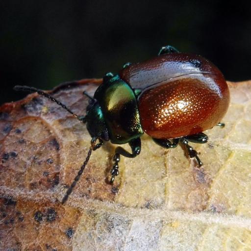 Knotgrass Leaf Beetle