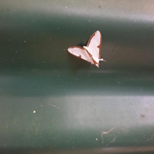 Cirrhochrista