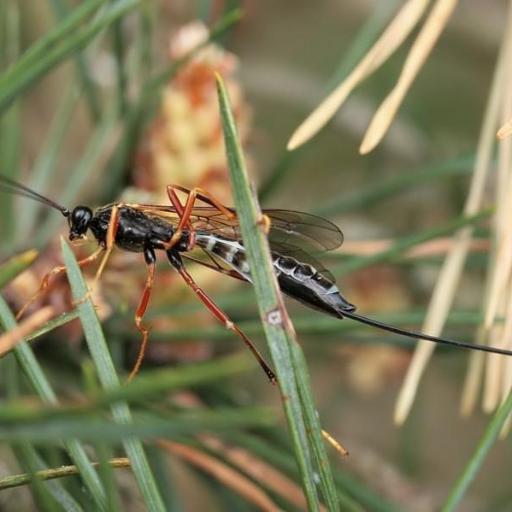 Coleocentrus Excitator