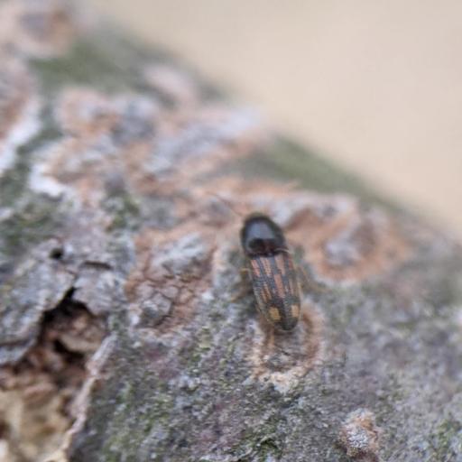 Conoderus Insect Identification Guide, Habitat & Facts