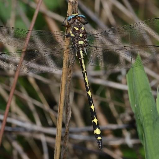 Arrowhead Spiketail (Cordulegaster Obliqua) Insect Identification Guide ...