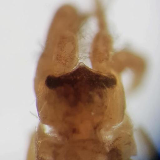 Corophiidae