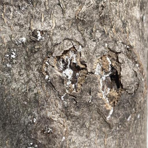Beech Scale