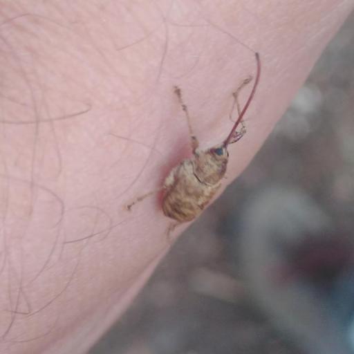 Chestnut Weevil