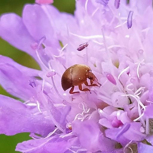 Cychramus Luteus