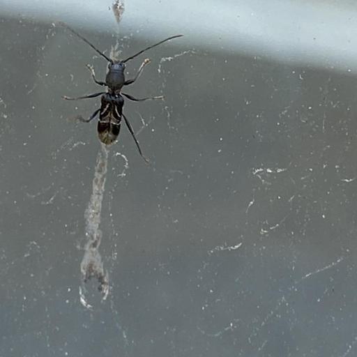 Ant-like Longhorn Beetle