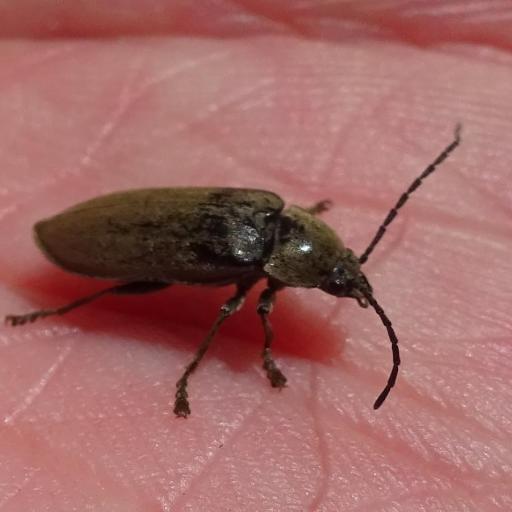 Dascillus Cervinus
