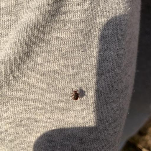 Ornate Cow Tick