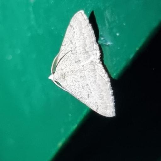 Dichromodes