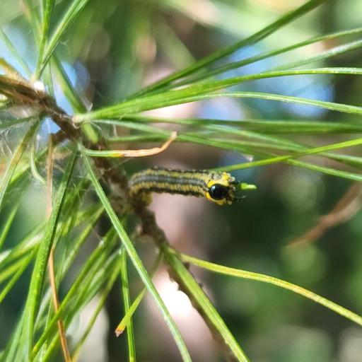 Introduced Pine Sawfly