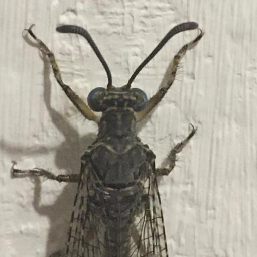 Distoleon Tetragrammicus