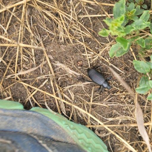 Rough-Lipped Darkling Beetle (Eleodes Hispilabris) Insect ...