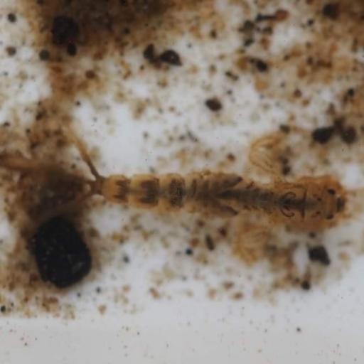 European Green Drake (Ephemera Danica) Insect Identification Guide ...