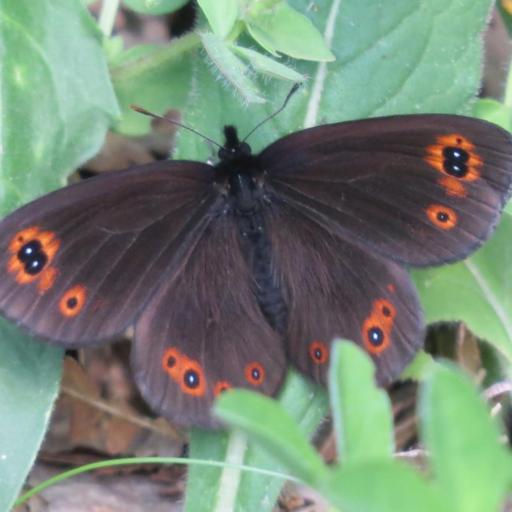 Erebia Medusa